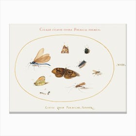 Two Butterflies And A Moth With A Dragonfly, Two Ants, And Four Other Insects (1575–1580), Joris Hoefnagel Canvas Print