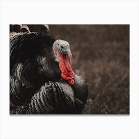 Thanksgiving Turkey Canvas Print