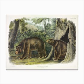Cinnamon Bear, John James Audubon Canvas Print