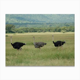 Ostriches Canvas Print