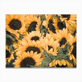 Sunflower Patch Canvas Print