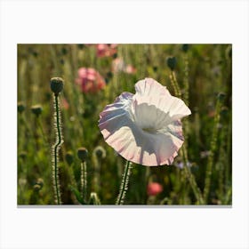 White poppy flower and seed capsule Canvas Print