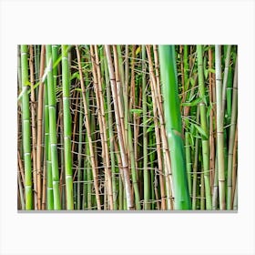 Bamboo Harmony. A dense cluster of bamboo stalks, showcasing vibrant green and earthy tones. The tall, slender stems are intertwined with delicate leaves, creating a serene and natural ambiance. Canvas Print