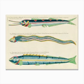 Colourful And Surreal Illustrations Of Fishes Found In Moluccas (Indonesia) And The East Indies By Louis Renard(95) Canvas Print