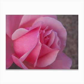 Closeup Pink Rose. Canvas Print