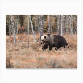 Grizzly Bear Autumn Canvas Print