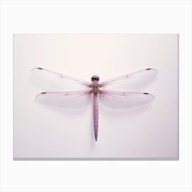 Dragonfly Roseate Skimmer Orthemis 2 Canvas Print