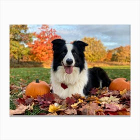 Autumnal Backdrop Transitioning Into Winter An American Border Collie Sits On A Bed Of Fallen Leave (4) Canvas Print