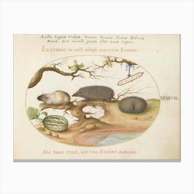Quadervpedia Animals And Reptiles, Joris Hoefnagel (11) Canvas Print