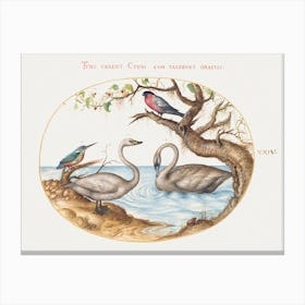 Two Swans, Kingfisher, And Bullfinch (1575–1580), Joris Hoefnagel Canvas Print
