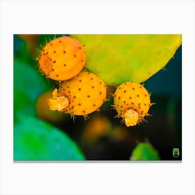 Cactus Fruit 20230831284rt1pub Canvas Print