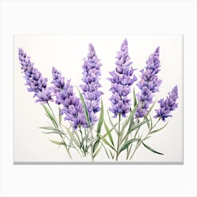 Lavender Flowers Drawing Canvas Print