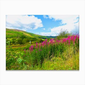 Purple Pink Flowers On A Hillside Scotland Countryside Canvas Print