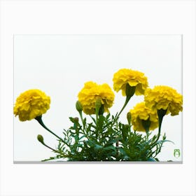 Yellow Carnations 20210703 308ppub Canvas Print