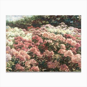 Rhododendrons In Bloom Canvas Print