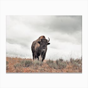 Cloudy Skies Bison Canvas Print