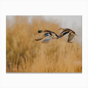 Mallard Ducks Flying Canvas Print