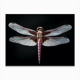 Dragonfly Roseate Skimmer Orthemis 4 Canvas Print