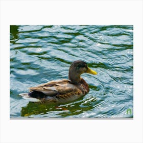 Ducks In The Pond 20190813 30ppub Canvas Print