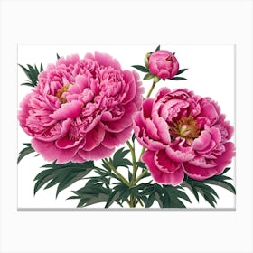 Pink Peonies 4 Canvas Print