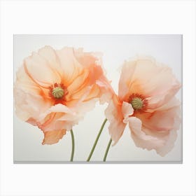 Poppies 3 Canvas Print