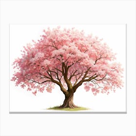 Pink Cherry Blossom Tree Isolated On White Canvas Print