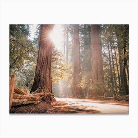 Misty Redwood Forest Canvas Print