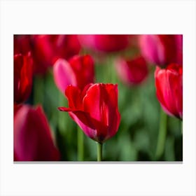 Red Tulips 1 Canvas Print