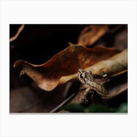 Frog on a leaf 1 Canvas Print