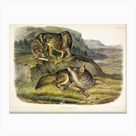 Wolf, John James Audubon Canvas Print