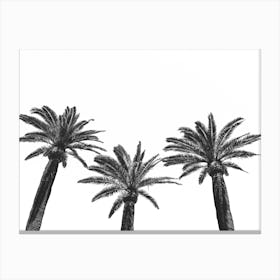 Three Palm Trees In Black And White Canvas Print