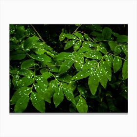 Water Drops On Leaves Canvas Print