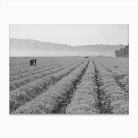 Salinas, California, Intercontinental Rubber Producers, Four Year Old Guayule Plants, An Acre Of Mature Canvas Print