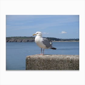 Seagull Canvas Print