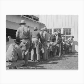 Lineup Of Ranchmen With Their Sheep Waiting For The Judging, San Angelo Fat Stock Show, San Angelo, Texas By Canvas Print