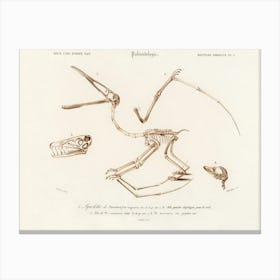 Pterosaur (Pterodactylus), Charles Dessalines D'Orbigny Canvas Print