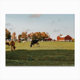 Cows In Farm Pasture Canvas Print