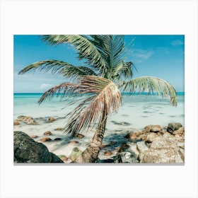 Palm Tree In Paradise On Little Corn Island Canvas Print