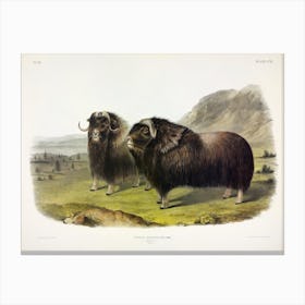 Musk Ox, John James Audubon Canvas Print