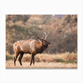 Warm Elk Scenery Canvas Print