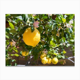 Blooming lemon tree with yellow lemons Canvas Print