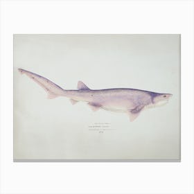 Tiger Shark Drawing, Fe Clarke Canvas Print