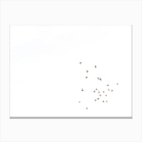Flock Of Birds Flying In The Sky | Morocco | Minimal Art Print | white Canvas Print