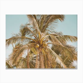 Coconut Palm Tree Canvas Print