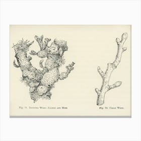 Vintage Illustration Of Clean Wood, Infested Wood, Lichen, Moss, John Wright Canvas Print