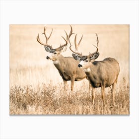 Mule Deer Bucks Canvas Print