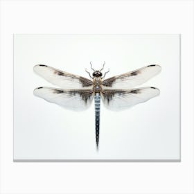 Dragonfly Common Baskettail Epitheca 6 Canvas Print