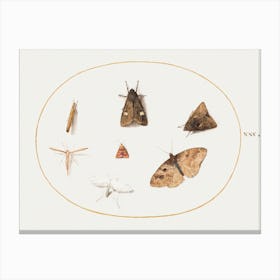 Seven Moths (1575–1580), Joris Hoefnagel Canvas Print