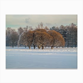 Trees In The Snow 1 Canvas Print