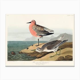 Red Breasted Sandpiper, Birds Of America, John James Audubon Canvas Print